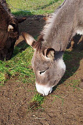 포토 JPG 해외이미지 동물 응시 여자 얼굴 밭 농업 포유류 자연 사람없음 초록색 농장 갈색 머리 회색 시골 귀 당나귀 밭일 해외202004 해외포토 시선 산업 컬러 사람 신체부위 말_동물 생태계 파일형식 이미지허브