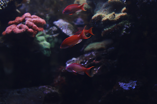 포토 JPG 해외이미지 동물 야생동물 바다 여행 백그라운드 학교 자연 벽지 휴식 생물 항해 어류 풍경 사람없음 장식 물 반려동물 컬러풀 환경 수중 수영 침묵 전시 활발 다양 탐험 보호 생태계 다이빙 생물학 수족관 발견 내추럴 깊이 동물상 생태학 소금물 이국적 해외202004 해외포토 자연요소 교육 컬러 다수 컨셉 조형물 수중동물 소리 수상스포츠 배 수중스포츠 선박 파일형식 이미지허브