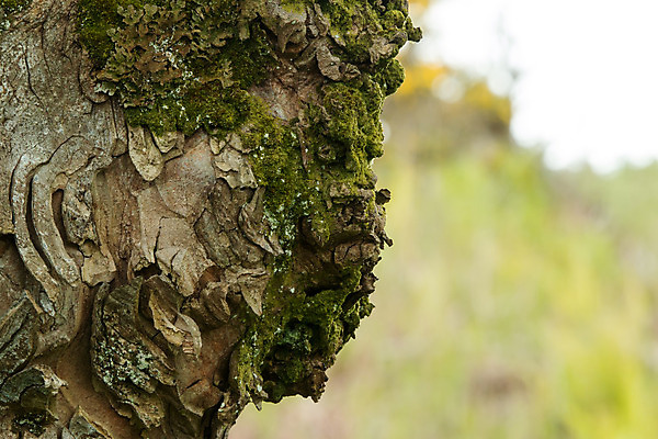 포토 JPG 해외이미지 나무 얼굴 자연 이끼 사람없음 신비 질감 나무껍질 내추럴 특징 오싹 해외202004 해외포토 식물 컨셉 신체부위 껍질 생태계 파일형식 이미지허브