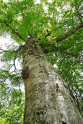 포토 JPG 해외이미지 나무 계절 잎 자연 사람없음 야외 목재 초록색 봄 세계문화유산 신선 숲 생태계 해외202004 해외포토 식물 컬러 재료 문화재 파일형식 이미지허브