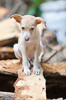 포토 JPG 해외이미지 여행 아프리카 사람없음 목재 개 달콤 강아지 널 수줍음 엽서 세이셸 독립 해외202004 해외포토 나무 감정 나라 재료 포유류 반려동물 맛 편지 파일형식 이미지허브