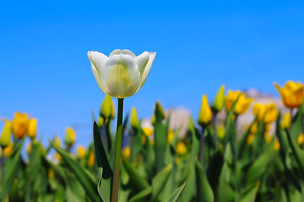 포토 JPG 해외이미지 1 공원 꽃 잎 자연 하늘 사람없음 야외 초록색 파란색 노란색 정원 봄 튤립 벚꽃 흰색 그룹 해외202004 해외포토 식물 계절 공공시설 컬러 생태계 파일형식 이미지허브