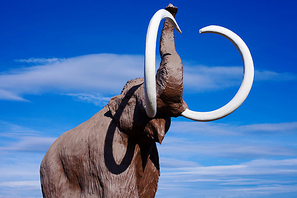 포토 JPG 해외이미지 모델 척추동물 조각 포유류 생물 털 사람없음 야외 조각상 머리 위험 큼 코 화석 멸종 멸종위기동물 선사시대 매머드 공격적 해외202004 해외포토 동물 컨셉 신체부위 조형물 역사 크기 파일형식 멸종위기종 이미지허브