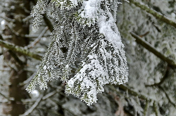포토 JPG 해외이미지 나무 구름 겨울 하늘 산 사람없음 추위 흰색 나뭇가지 서리 침엽수 불가리아 해외202004 해외포토 자연요소 식물 계절 컬러 파일형식 남유럽 이미지허브