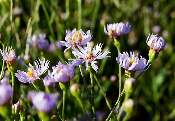 포토 JPG 해외이미지 식물 꽃 자연 스웨덴 종류 사람없음 정원 봄 벚꽃 가을 침대 개화 제비꽃 원예 조경 영원 취급주의 해외202004 해외포토 계절 가구 북유럽 경고 취미 생태계 파일형식 이미지허브