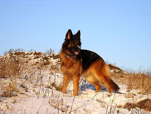 포토 JPG 해외이미지 동물 포유류 경비 사람없음 반려동물 갈색 양치기 개 위험 해외202004 해외포토 직업 컬러 컨셉 안전 보호 파일형식 이미지허브