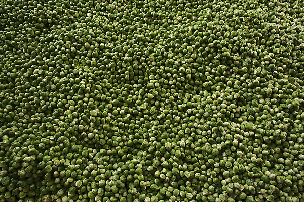 포토 JPG 해외이미지 식물 디자인 음식 백그라운드 잎 밭 농업 채소 자연 탁자 건강 요리 사람없음 목재 초록색 갈색 머리 바구니 새싹 정원 식사 샐러드 수확 성장 흰색 신선 그룹 맛 정상 다발 유기농 양배추 날것 내추럴 고립 생식 채식주의자 해외202004 해외포토 나무 웰빙 산업 컬러 가구 컨셉 재료 신체부위 생태계 채식 파일형식 이미지허브