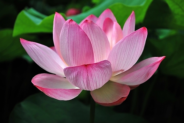 포토 JPG 해외이미지 계절 공원 꽃잎 꽃 종교 문화 선 분홍색 여행 백그라운드 컨셉 잎 불교 추상 사람없음 초록색 평화 정원 일본 침묵 고요 기쁨 벚꽃 흰색 연못 사찰 가득함 심볼 순수 명상 해외202004 해외포토 식물 공공시설 감정 아시아 컬러 무늬 종교건축 소리 파일형식 이미지허브