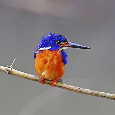 포토 JPG 해외이미지 동물 야생동물 조류 어류 사람없음 물 파란색 컬러풀 나뭇가지 아래 깃털 사냥 육식동물 물총새 해외202004 해외포토 자연요소 나무 컬러 수중동물 방향 위치 파일형식 이미지허브