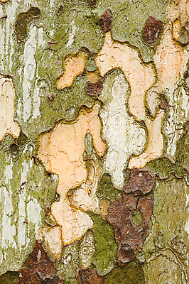 포토 JPG 해외이미지 나무 식물 백그라운드 패턴 자연 사람없음 목재 세로 컬러풀 갈색 숲 묘사 질감 나무껍질 대패 해외202004 해외포토 컬러 무늬 재료 껍질 생태계 파일형식 이미지허브