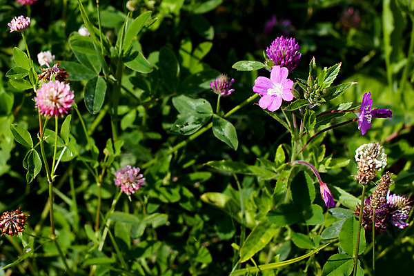 포토 JPG 해외이미지 식물 꽃 자연 사람없음 야외 가로 초록색 보라색 들꽃 벚꽃 개화 클로버 작음 제비꽃 떠남 해외202004 해외포토 컬러 모션 크기 생태계 파일형식 이미지허브