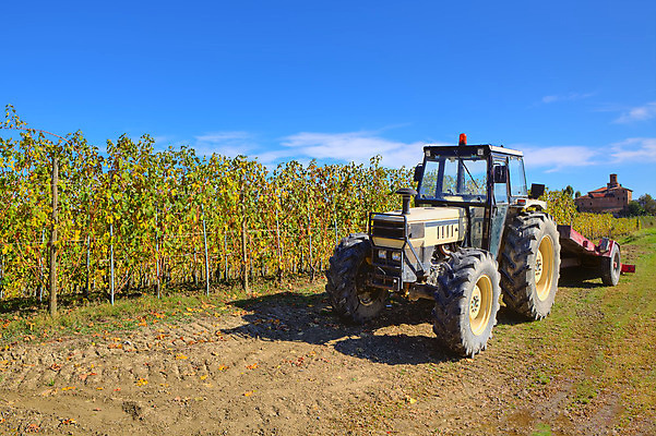 포토 JPG 해외이미지 계절 산업 밭 농업 자연 하늘 풍경 사람없음 야외 초록색 여름 파란색 농작물 농장 농경지 환경 기계 이탈리아 장비 수확 성장 가을 시골 포도밭 장면 포도나무 트랙터 산기슭 내추럴 밭일 피에몬테 세련 해외202004 해외포토 유럽 컬러 산 농기계 과일나무 생태계 특수차량 파일형식 이미지허브