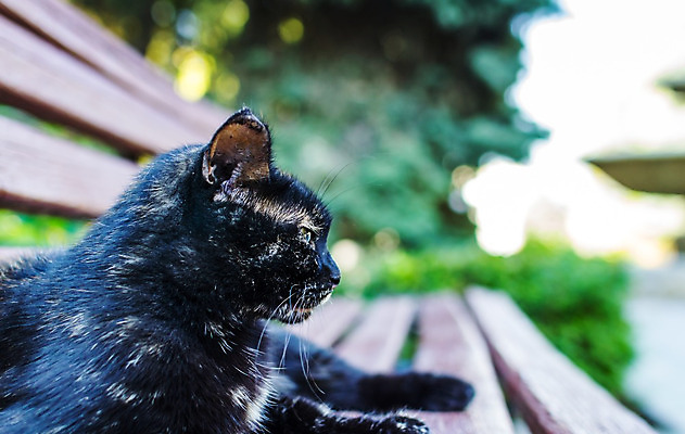 포토 JPG 해외이미지 동물 손 행복 얼굴 백그라운드 손가락 포옹 휴식 털 관리 사랑 사람없음 반려동물 머리 귀여움 고양이 우정 기쁨 만지기 표현 소중 솜털 기르기 돌봄 타격 해외202004 해외포토 감정 컨셉 포유류 안기 모션 신체부위 친구 파일형식 이미지허브