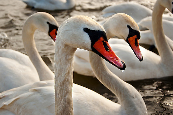 포토 JPG 해외이미지 동물 호수 자연 조류 사람없음 물 흰색 백조 물새 해외202004 해외포토 자연요소 컬러 생태계 파일형식 이미지허브