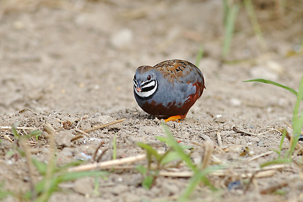 포토 JPG 해외이미지 나무 동물 여자 남자 아시아 얼굴 야생동물 백그라운드 날개 태국 자연 조류 사람없음 야외 목재 가로 초록색 컬러풀 머리 환경 나뭇가지 막대기 닫기 숲 왕 먹기 깃털 꼬리 부리 서식지 생태학 해외202004 해외포토 식물 교육 나라 컬러 재료 모션 사람 신체부위 생태계 파일형식 이미지허브