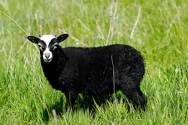 포토 JPG 해외이미지 동물 응시 계절 얼굴 밭 농업 포유류 청소년 자연 부활절 새로움 서기 사람없음 초록색 농장 농경지 검은색 봄 흰색 시골 아기 양 손목시계 귀 장면 양고기 내추럴 양모 나쁜 결백 밭일 천진난만 해외202004 해외포토 시선 기념일 산업 시계 컬러 컨셉 장신구 모션 육류 사람 신체부위 직물 생태계 파일형식 이미지허브