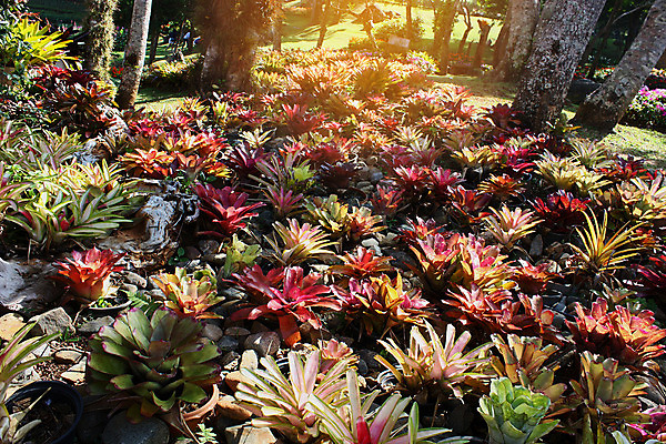포토 JPG 해외이미지 나무 식물 공원 아시아 백그라운드 잎 자연 아침 풍경 사람없음 야외 목재 초록색 햇빛 환경 성장 숲 열대우림 동쪽 내추럴 깊이 옛날 환상 해외202004 해외포토 주간 공공시설 나라 컬러 컨셉 재료 태양 방향 생태계 파일형식 이미지허브