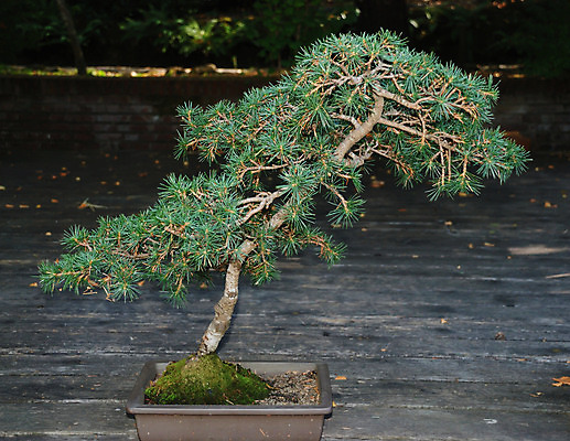 포토 JPG 해외이미지 나무 식물 전통 디자인 아시아 문화 화초 선 자연 주택 미술 동양인 취미 사람없음 장식 초록색 정원 일본 중국 흙 미니어처 성장 흰색 나뭇가지 도자기 냄비 작음 컨테이너 원예 침엽수 분재 난쟁이 심기 향나무 세련 해외202004 해외포토 나라 산업 컬러 모션 문화예술 인종 건물 모형 솥 크기 생태계 파일형식 이미지허브