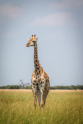 포토 JPG 해외이미지 동물 야생동물 패턴 포유류 아프리카 자연 하늘 초식동물 동물원 풍경 사람없음 환경 큼 기린 사파리 나미비아 남아프리카 보츠와나 사바나 평야 해외202004 해외포토 나라 무늬 크기 생태계 파일형식 이미지허브