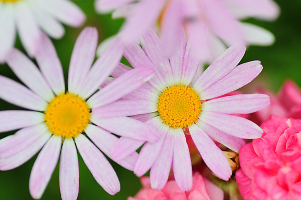 포토 JPG 해외이미지 식물 계절 꽃잎 꽃 아시아 백그라운드 꽃무늬 오렌지 자연 사람없음 야외 가로 빨간색 초록색 컬러풀 노란색 정원 일본 보라색 봄 활발 벚꽃 흰색 신선 개화 닫기 원예 질감 데이지 보케 향기 내추럴 강렬 고립 그리너리 해외202004 해외포토 나라 컬러 컨셉 무늬 과일 모션 취미 생태계 냄새 파일형식 트랜드컬러 이미지허브