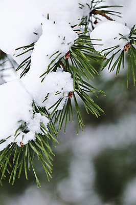 포토 JPG 해외이미지 나무 계절 백그라운드 겨울 자연 사람없음 야외 덮개 흰색 나뭇가지 소나무 닫기 12월 묘사 솜털 전나무 1월 내추럴 2월 눈내림 가문비나무 해외202004 해외포토 식물 컬러 모션 눈_날씨 뚜껑 날짜 생태계 파일형식 이미지허브