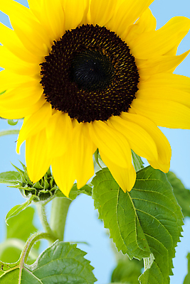 포토 JPG 해외이미지 꽃 자연 사람없음 파란색 노란색 오브젝트 해외202004 해외포토 식물 컬러 생태계 파일형식 이미지허브