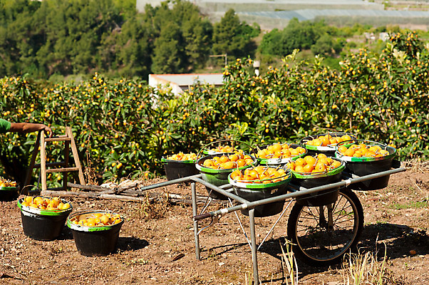 포토 JPG 해외이미지 나무 전통 농업 오렌지 건강 손잡이 사람없음 가로 농작물 바구니 카트 봄 수확 신선 스페인 달콤 매끈함 수집 유기농 자두 수공예품 숙성 알리칸테 해외202004 해외포토 식물 웰빙 계절 유럽 산업 과일 감각 맛 공예품 파일형식 이미지허브