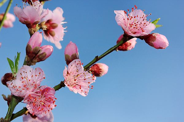 포토 JPG 해외이미지 나무 식물 계절 공원 꽃잎 꽃 줄기 분홍색 백그라운드 잎 꽃무늬 자연 하늘 사람없음 야외 장식 초록색 파란색 정원 봄 성장 벚꽃 흰색 나뭇가지 신선 개화 체리 과수원 원예 복숭아 꽃가루 고립 꽃수술 살구 해외202004 해외포토 공공시설 컬러 무늬 농업 과일 취미 가루 생태계 파일형식 이미지허브