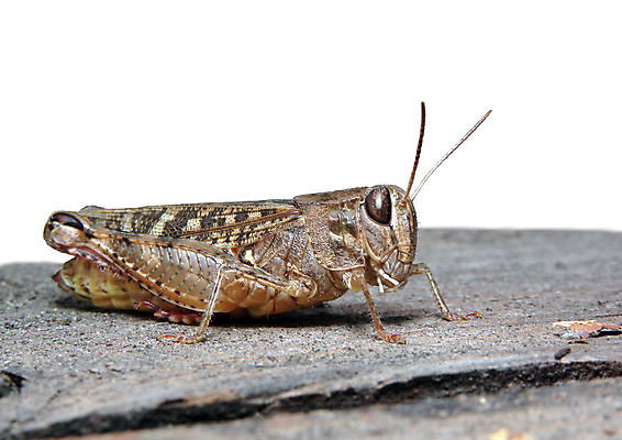 포토 JPG 해외이미지 식물 동물 1 디자인 야생동물 곤충 잎 날개 자연 사람없음 야외 그래픽 가로 초록색 여름 컬러풀 노란색 정원 맑음 벌레 작음 묘사 거미 내추럴 해외202004 해외포토 계절 컬러 날씨 크기 생태계 파일형식 이미지허브