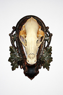 포토 JPG 해외이미지 디자인 조각 컨셉 뼈 미술 사람없음 목재 초록색 머리 흰색 죽음 트로피 묘사 만족 사냥 목각 멧돼지 내추럴 엘리먼트 진짜 특별함 해골모형 해외202004 해외포토 나무 감정 컬러 재료 포유류 문화예술 신체부위 모형 상_우승 파일형식 이미지허브