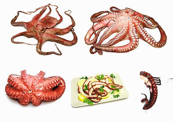 포토 JPG 해외이미지 음식 바다 백그라운드 어류 요리 사람없음 빨간색 요식업 식당 추위 흰색 신선 고독 레몬 해산물 날것 문어 레시피 모음 공식 촉수 고립 끓이기 삶기 해외202004 해외포토 감정 산업 컬러 과일 모션 연체동물 한글 상점 수중동물 파일형식 이미지허브