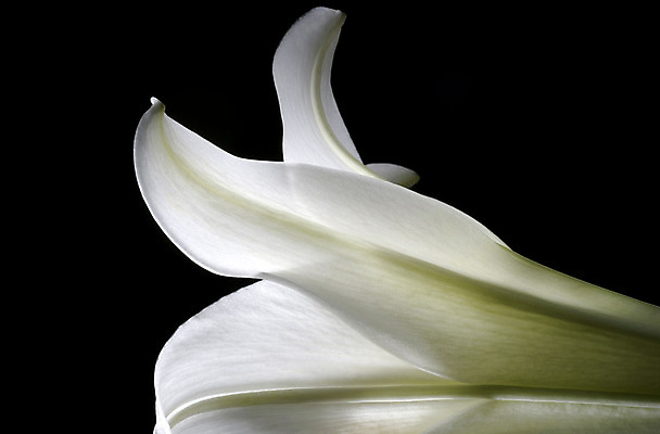 포토 JPG 해외이미지 식물 1 계절 꽃잎 꽃 꽃무늬 자연 검은배경 휴가 부활절 나선형 사랑 사람없음 평화 정원 검은색 봄 벚꽃 흰색 개화 우아함 닫기 심볼 순수 묘사 싱글 부드러움 부활 신성 완전 해외202004 해외포토 기념일 감정 컬러 백그라운드 컨셉 무늬 모션 감각 생태계 파일형식 이미지허브