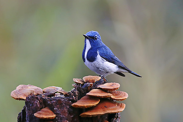 포토 JPG 해외이미지 나무 동물 여자 남자 아시아 얼굴 야생동물 백그라운드 날개 자연 조류 사람없음 야외 목재 가로 초록색 컬러풀 머리 환경 나뭇가지 막대기 닫기 숲 깃털 꼬리 부리 서식지 생태학 이국적 해외202004 해외포토 식물 교육 나라 컬러 재료 모션 사람 신체부위 생태계 파일형식 이미지허브