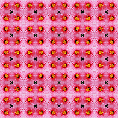 포토 JPG 해외이미지 나무 식물 꽃잎 꽃 분홍색 백그라운드 패턴 자연 벽지 추상 사람없음 장식 컬러풀 벚꽃 즐거움 히비스커스 해외202004 해외포토 감정 컬러 무늬 생태계 파일형식 이미지허브