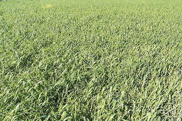 포토 JPG 해외이미지 식물 계절 줄기 백그라운드 밭 농업 자연 파노라마 씨앗 풍경 사람없음 야외 초록색 빛 농작물 햇빛 태양 농장 농경지 환경 맑음 수확 성장 시골 큼 땅 시리얼 장면 강렬 세련 귀리 해외202004 해외포토 자연요소 산업 음식 컬러 날씨 곡류 촬영기법 크기 생태계 파일형식 이미지허브