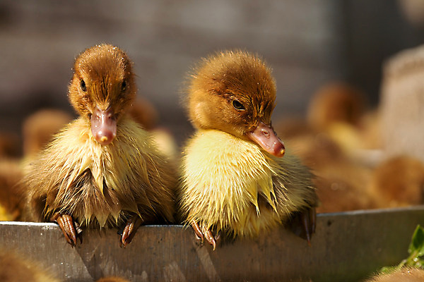 포토 JPG 해외이미지 동물 야생동물 가족 조류 오리 털 사람없음 농장 갈색 노란색 봄 연못 작음 부리 솜털 물새 해외202004 해외포토 계절 컬러 농업 관계 크기 파일형식 이미지허브