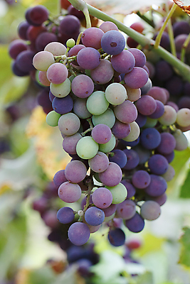 포토 JPG 해외이미지 식물 열매 음식 백그라운드 농업 과일 자연 포도 건강 사람없음 초록색 농작물 신선 선택 달콤 다발 유기농 날것 포도밭 포도나무 고립 숙성 해외202004 해외포토 웰빙 산업 컬러 컨셉 밭 맛 과일나무 생태계 파일형식 이미지허브