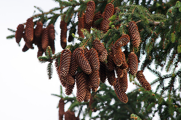 포토 JPG 해외이미지 나무 전통 계절 백그라운드 크리스마스 겨울 자연 사람없음 초록색 갈색 평화 나뭇가지 시골 소나무 재산 닫기 숲 그림 장면 솔방울 상록수 침엽수 전나무 원뿔 옛날 가문비나무 해외202004 해외포토 도형 식물 기념일 컬러 컨셉 모션 금융 생태계 파일형식 이미지허브