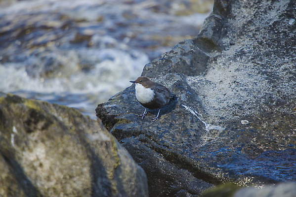 포토 JPG 해외이미지 동물 유럽 야생동물 날개 자연 조류 노르웨이 어류 사람없음 야외 물 강 갈색 환경 계곡 폭포 젖음 흰색 관찰 개울 잠수부 먹이 깃털 국자 그림 부리 낚시꾼 물새 깊이 방수 스칸디나비아 해외202004 해외포토 자연요소 나라 컬러 모션 주방용품 수중동물 전문직 생태계 파일형식 이미지허브