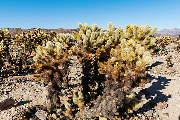 포토 JPG 해외이미지 나무 식물 공원 자연 선인장 국립공원 풍경 사람없음 야외 여름 정원 사막 황무지 캘리포니아 내추럴 해외202004 해외포토 계절 공공시설 미국 생태계 파일형식 이미지허브