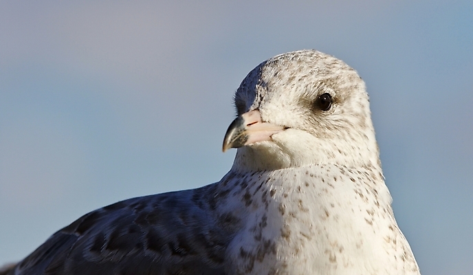 포토 JPG 해외이미지 백그라운드 캐나다 날개 갈매기 조류 하늘 사람없음 파란색 노란색 머리 검은색 놀람 회색 흰색 자신감 닫기 깃털 만족 그림 나이아가라 고립 해외202004 해외포토 동물 감정 컬러 북아메리카 모션 표정 신체부위 미국 파일형식 이미지허브