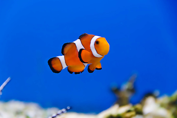 포토 JPG 해외이미지 어류 사람없음 광대 금붕어 얼룩말 수족관 터키석 해외202004 해외포토 수중동물 말_동물 보석 파일형식 이미지허브