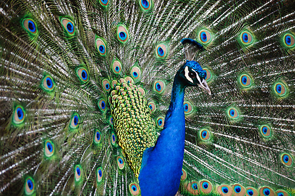 포토 JPG 해외이미지 동물 남자 야생동물 백그라운드 패턴 자연 조류 사람없음 초록색 파란색 컬러풀 머리 활발 우아함 공작 깃털 꼬리 부리 고립 해외202004 해외포토 컬러 컨셉 무늬 사람 신체부위 생태계 파일형식 이미지허브