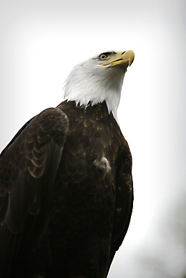 포토 JPG 해외이미지 야생동물 여행 캐나다 조류 사람없음 미국 흰색 손목시계 깃털 웅장함 해외202004 해외포토 동물 시계 컬러 북아메리카 장신구 파일형식 이미지허브