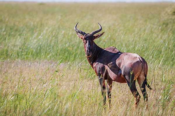 포토 JPG 해외이미지 동물 공원 야생동물 여행 포유류 아프리카 자연 초식동물 뿔 국립공원 종류 사람없음 야외 달러 황무지 보호 사파리 영양 멸종 남쪽 내추럴 남아프리카 동물상 보츠와나 사바나 생태학 전국 해외202004 해외포토 공공시설 교육 나라 컨셉 돈 조형물 방향 생태계 파일형식 이미지허브