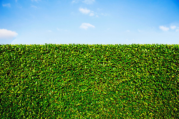 포토 JPG 해외이미지 나무 식물 공원 꽃 여행 백그라운드 잎 자연 하늘 출입구 풍경 잔디 사람없음 야외 장식 가로 초록색 여름 울타리 정원 침묵 봄 활발 도전 신선 숲 신비 방향 원예 조경 어려움 지능 혼란 해외202004 해외포토 계절 공공시설 컬러 컨셉 취미 담장 소리 생태계 파일형식 이미지허브