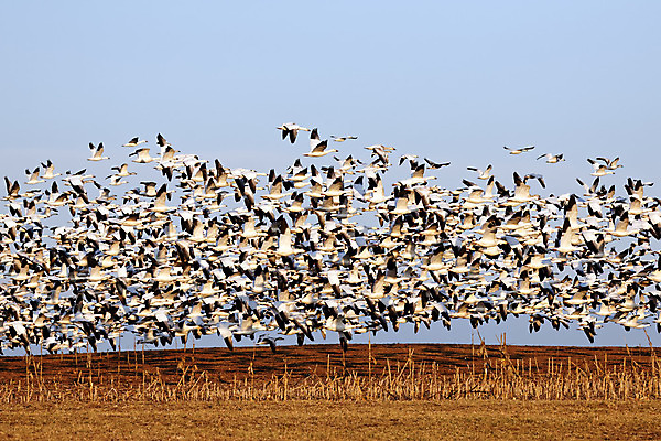 포토 JPG 해외이미지 동물 야생동물 이동 겨울 밭 날개 모션 자연 조류 하늘 사람없음 야외 파란색 봄 흰색 시골 그룹 우아함 군중 속도 사냥 거위 물새 철새 해외202004 해외포토 계절 컬러 컨셉 농업 사람 생태계 파일형식 이미지허브