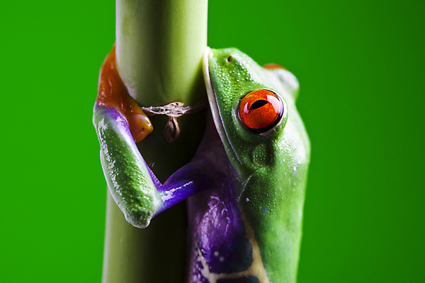 포토 JPG 해외이미지 한마리 야생동물 실내 매달리기 양서류 사람없음 청개구리 잎줄기 초록배경 해외202004 해외포토 동물 1 줄기 백그라운드 모션 개구리 내부 초록색 파일형식 이미지허브