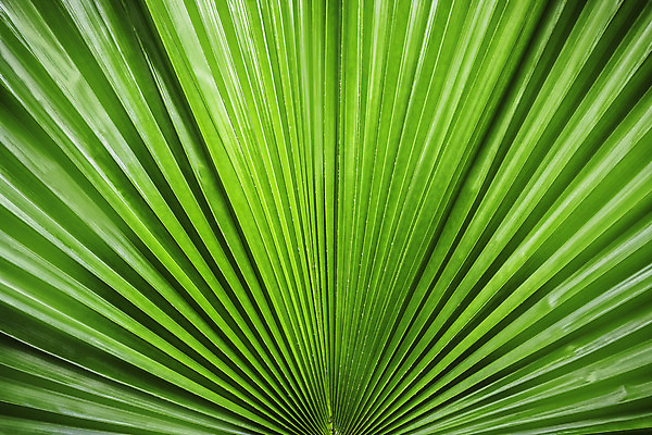 포토 JPG 해외이미지 나무 식물 계절 선 백그라운드 잎 패턴 자연 추상 세포 건강 손바닥 사람없음 초록색 환경 봄 성장 신선 척추 묘사 유기농 생태계 질감 정맥 내추럴 광합성 대칭 생태학 엘리먼트 해외202004 해외포토 손 웰빙 교육 컬러 무늬 뼈 혈관 파일형식 이미지허브