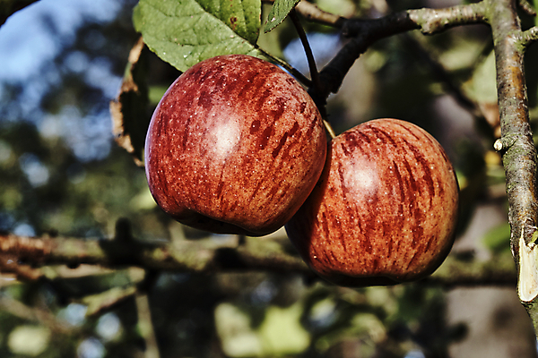 포토 JPG 해외이미지 나무 식물 유럽 음식 과일 하늘 사람없음 초록색 파란색 가을 나뭇가지 사과 폴란드 숙성 해외202004 해외포토 계절 나라 컬러 파일형식 이미지허브